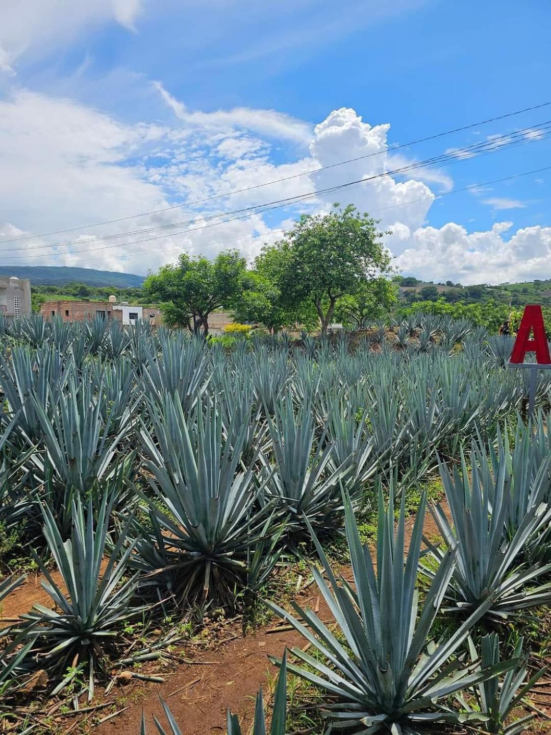 Hotel "El Origen" Tequila Εξωτερικό φωτογραφία